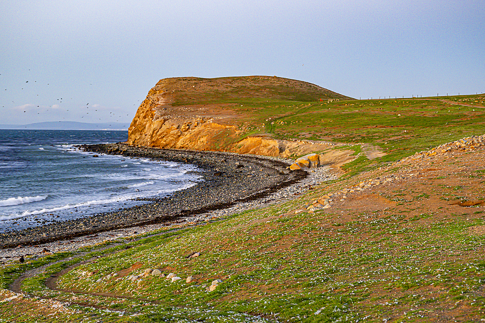 Magdalena Island, Magallanes Region, Punta Arenas, Chile, South America