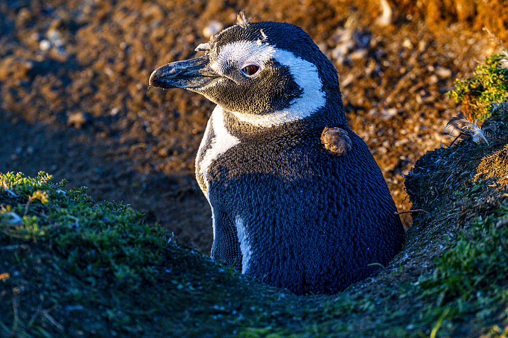 Magellanic penguin (Spheniscus magellanicus), Magdalena Island, Magallanes Region, Punta Arenas, Chile, South America