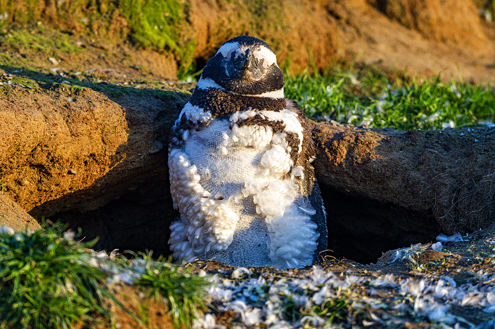 Magdalena Island, Magallanes Region, Punta Arenas, Chile, South America