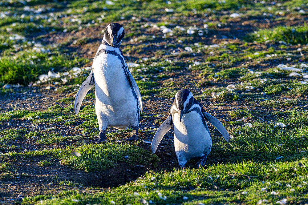 Magdalena Island, Magallanes Region, Punta Arenas, Chile, South America