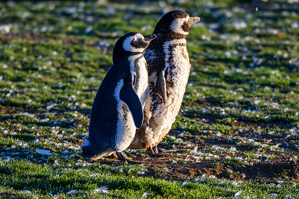 Magdalena Island, Magallanes Region, Punta Arenas, Chile, South America