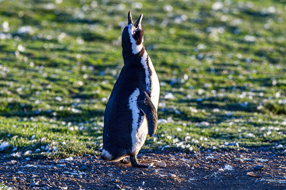 Magdalena Island, Magallanes Region, Punta Arenas, Chile, South America