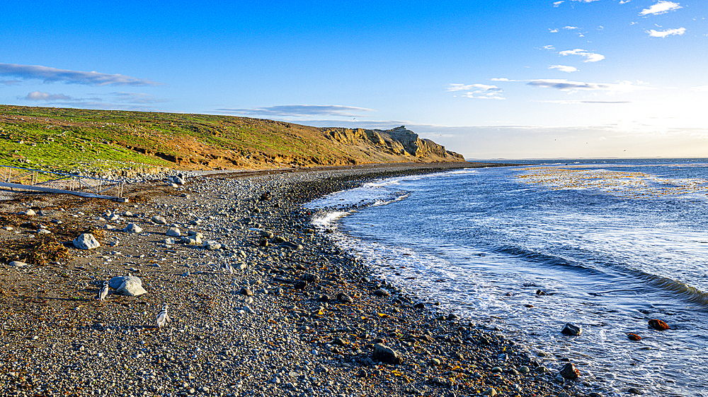 Sunrise on Magdalena Island, Magallanes Region, Punta Arenas, Chile, South America