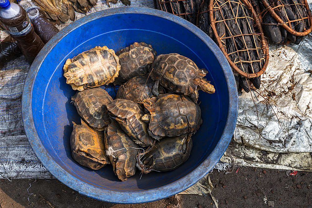 Turtles for sale, Market, Mbandaka, Equateur province, Democratic Republic of Congo, Africa