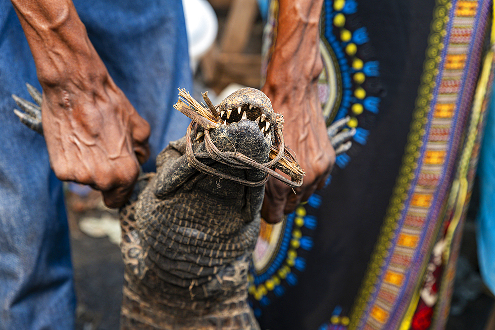 Living crocodiles for sale at the market of Mbandaka, Equateur province, Democratic Republic of Congo, Africa