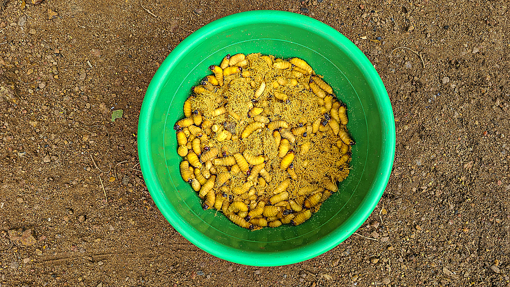 Living worms for lunch, Mbandaka, Equateur province, Democratic Republic of Congo, Africa