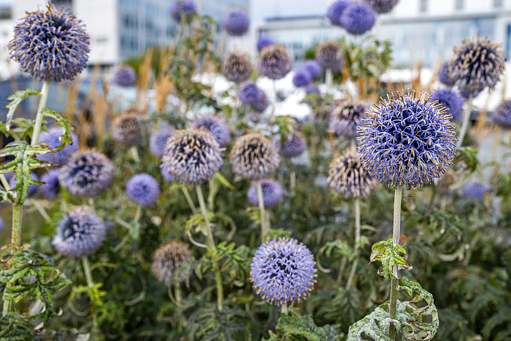 Globe thistle flowers blooming in Alesund, More og Romsdal, Norway, Scandinavia, Europe