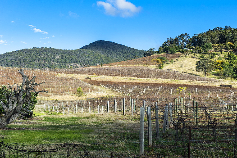 View over the wine region of the Hunter Valley, New South Wales, Australia, Pacific