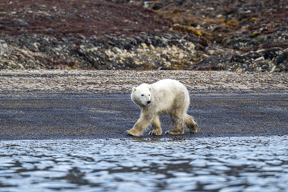 Polar bear (Ursus Maritimus) on Axel Heiberg island, Nunavut, Canadian Arctic, Canada, North America