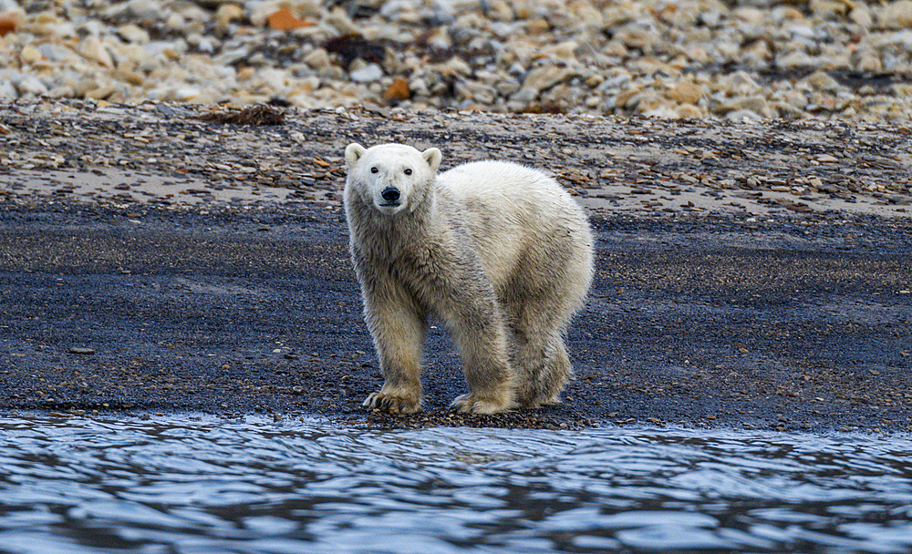 Polar bear (Ursus Maritimus) on Axel Heiberg island, Nunavut, Canadian Arctic, Canada, North America