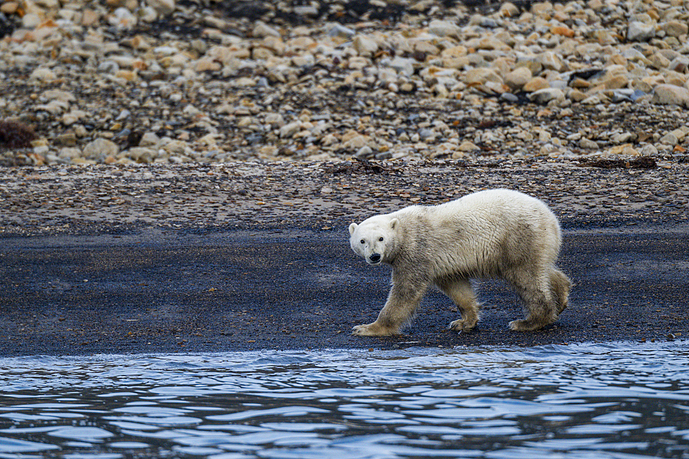 Polar bear (Ursus Maritimus) on Axel Heiberg island, Nunavut, Canadian Arctic, Canada, North America