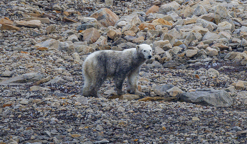 Polar bear (Ursus Maritimus) on Axel Heiberg island, Nunavut, Canadian Arctic, Canada, North America