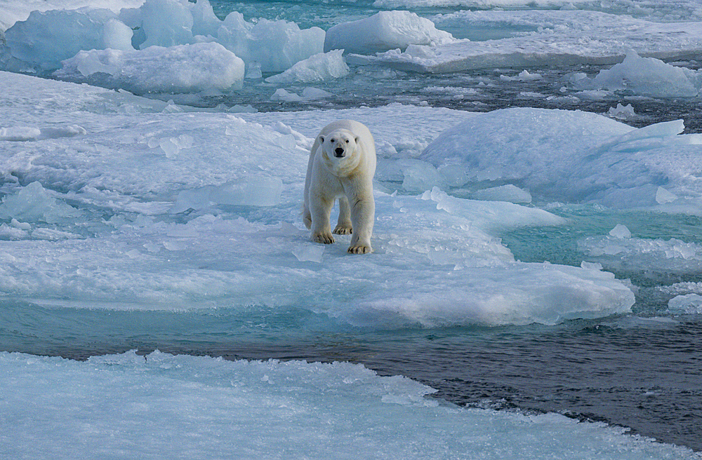 Polar bear (Ursus Maritimus) on Axel Heiberg island, Nunavut, Canadian Arctic, Canada, North America