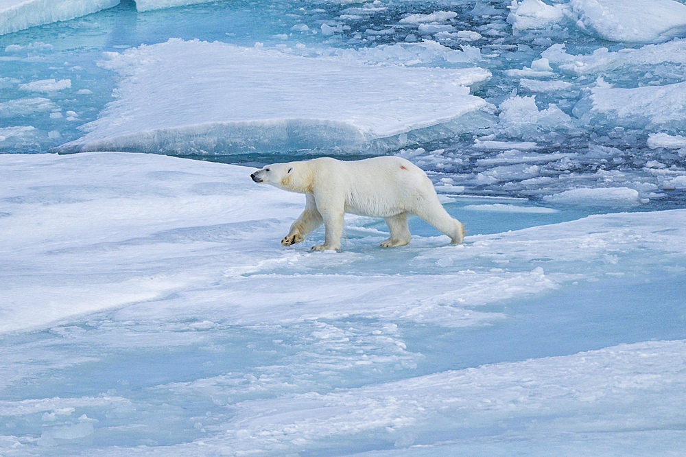 Polar bear (Ursus Maritimus) on Axel Heiberg island, Nunavut, Canadian Arctic, Canada, North America