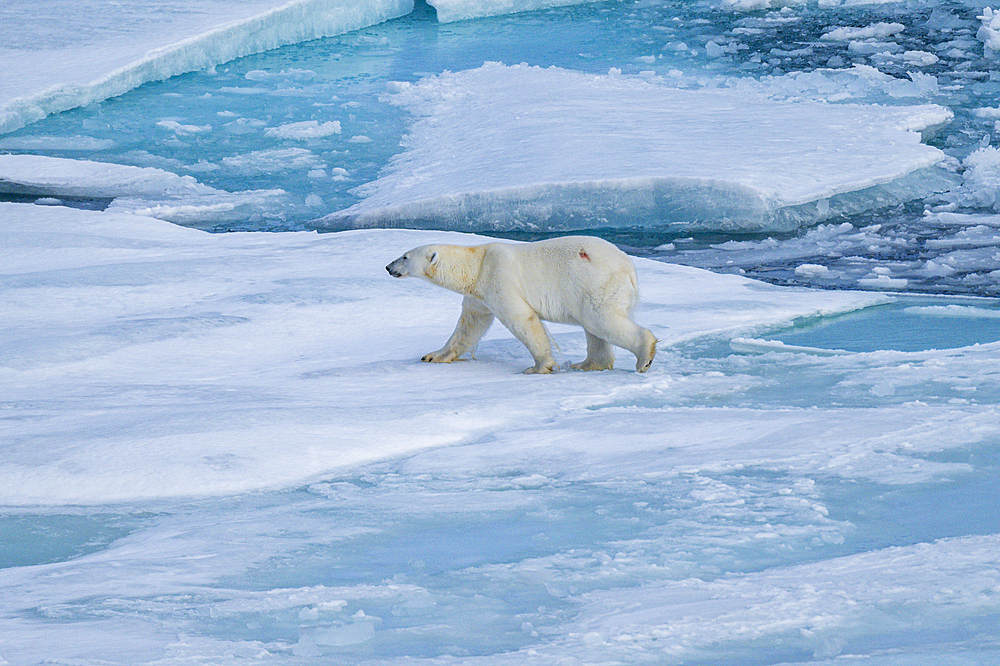 Polar bear (Ursus Maritimus) on Axel Heiberg island, Nunavut, Canadian Arctic, Canada, North America