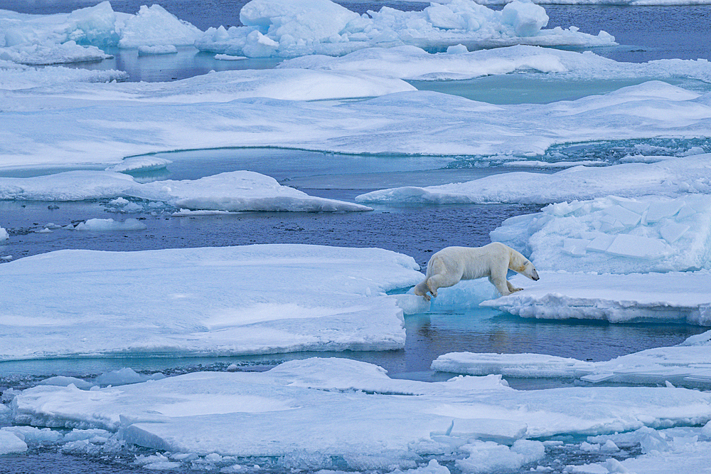 Polar bear (Ursus Maritimus) on Axel Heiberg island, Nunavut, Canadian Arctic, Canada, North America