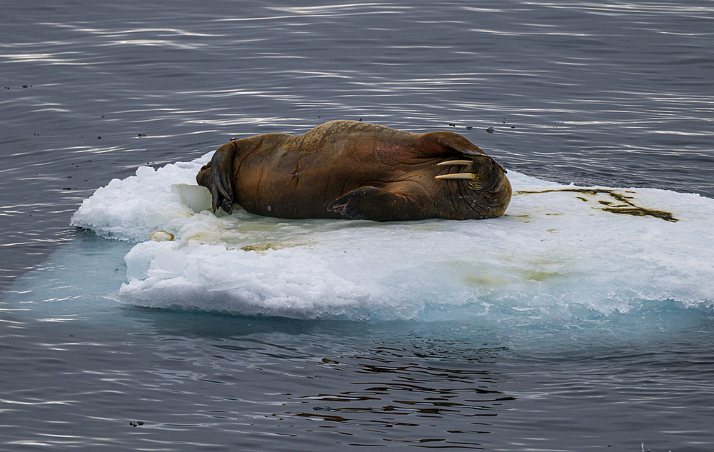 Walrus (Odobenus rosmarus), Axel Heiberg island, Nunavut, Canadian Arctic, Canada, North America