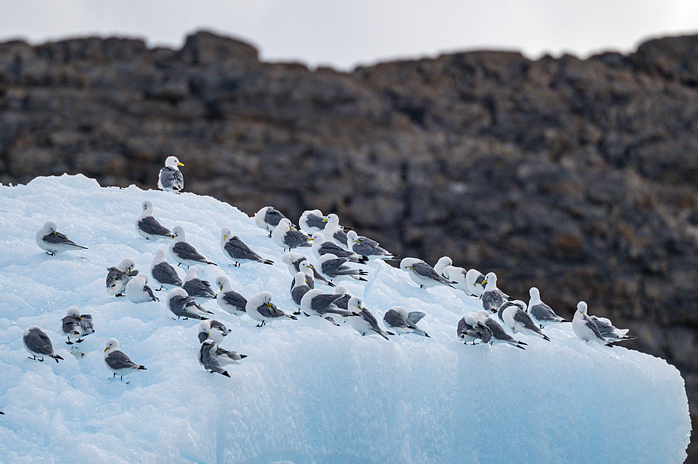 Arctic birds on an Iceberg on Belcher island, Devon island, Nunavut, Canadian Arctic, Canada, North America