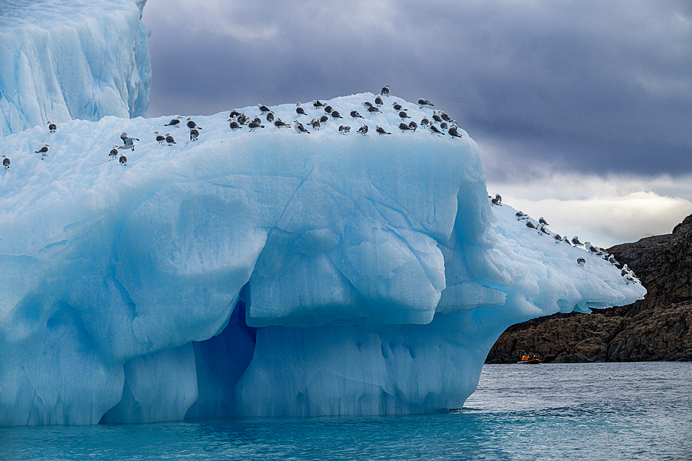 Arctic birds on an Iceberg on Belcher island, Devon island, Nunavut, Canadian Arctic, Canada, North America