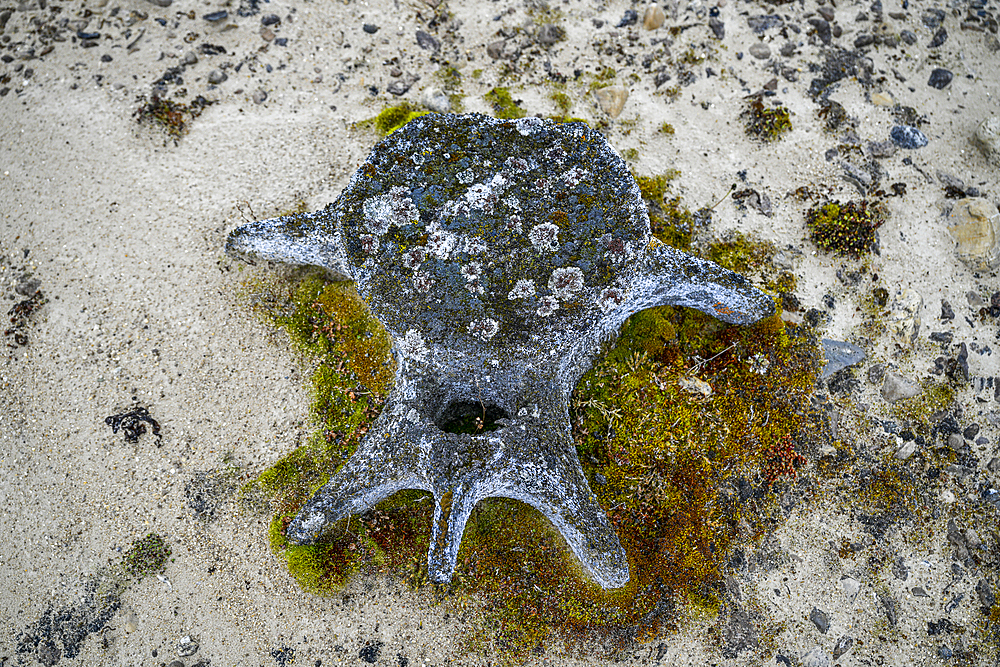 Whale bone on a beach, Baffin island, Nunavut, Canadian Arctic, Canada, North America