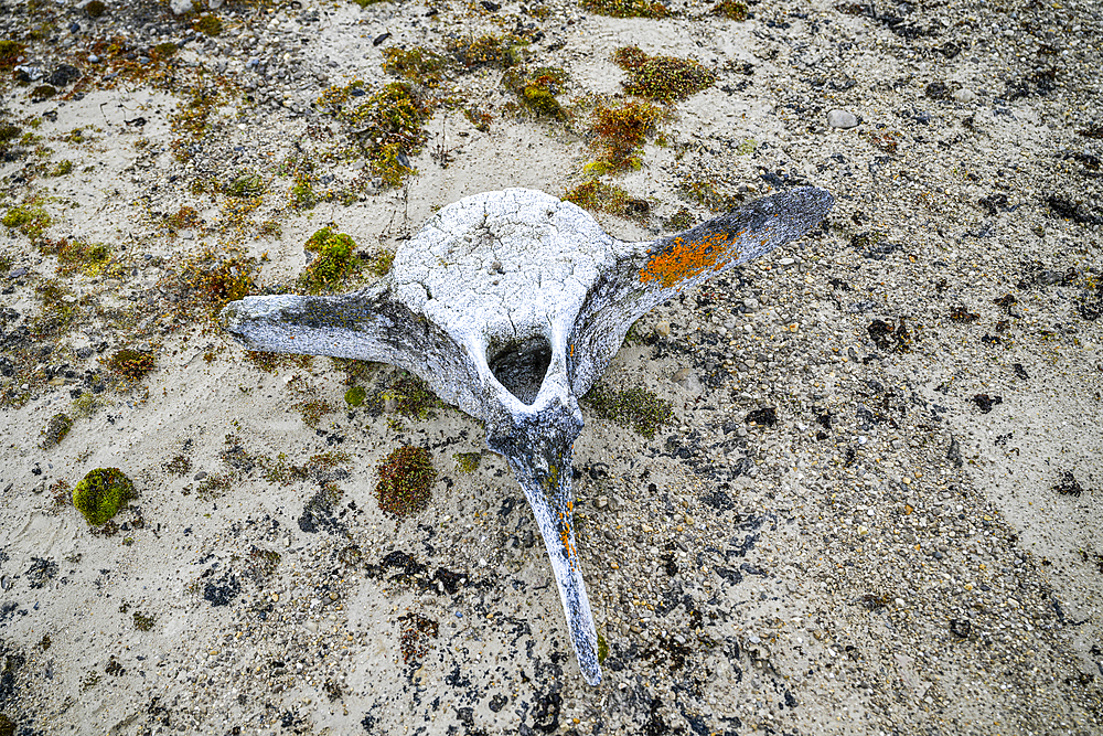 Whale bone on a beach, Baffin island, Nunavut, Canadian Arctic, Canada, North America