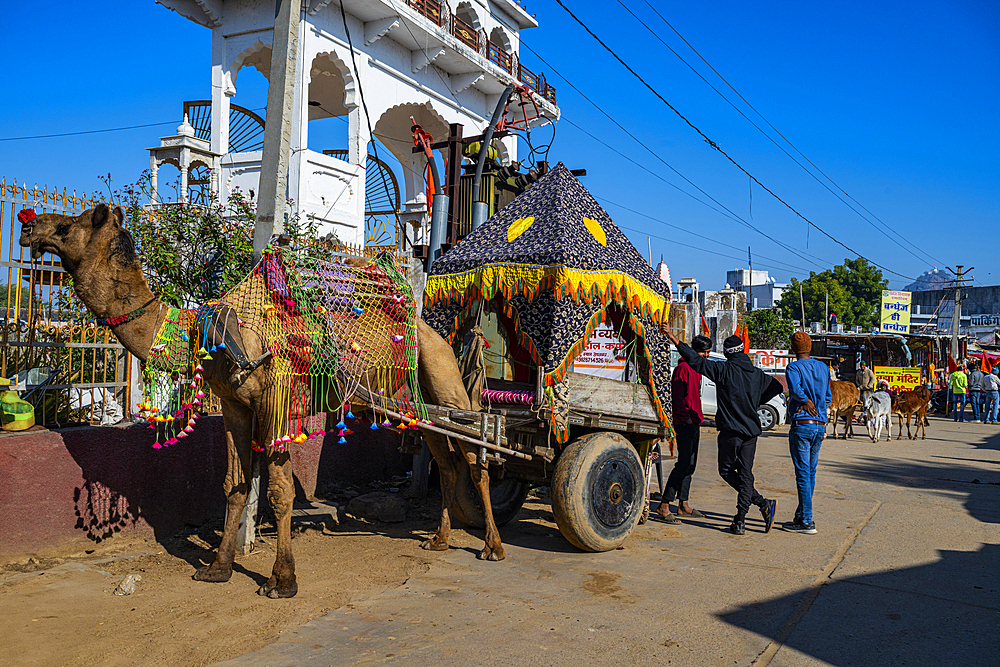 Camel with a cart, Pushkar, Rajasthan, India