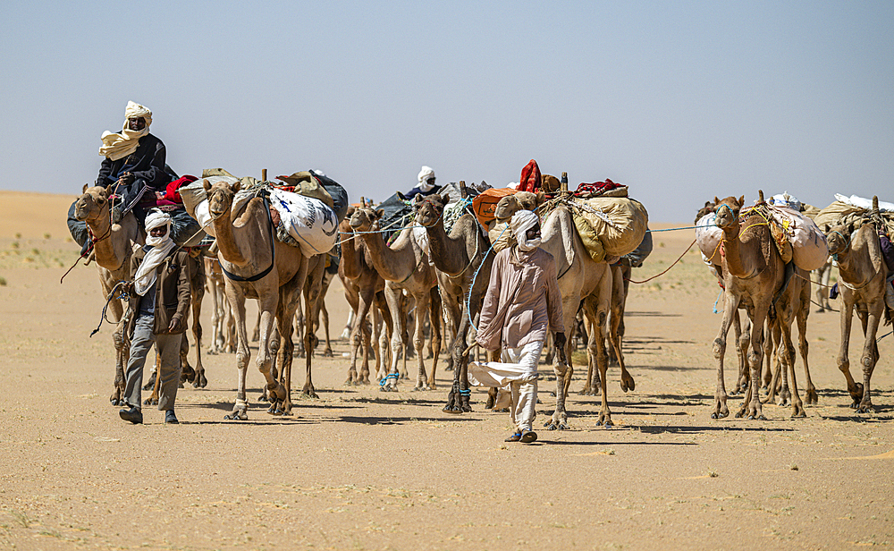 Camel carwan in the Tibesti Mountains, Chad, Africa