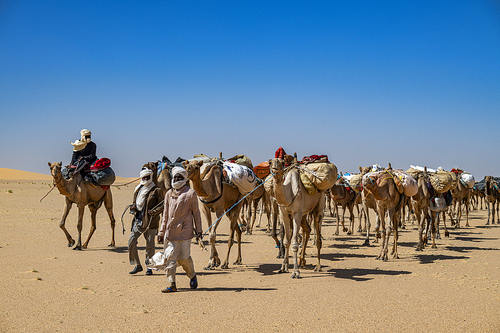 Camel carwan in the Tibesti Mountains, Chad, Africa