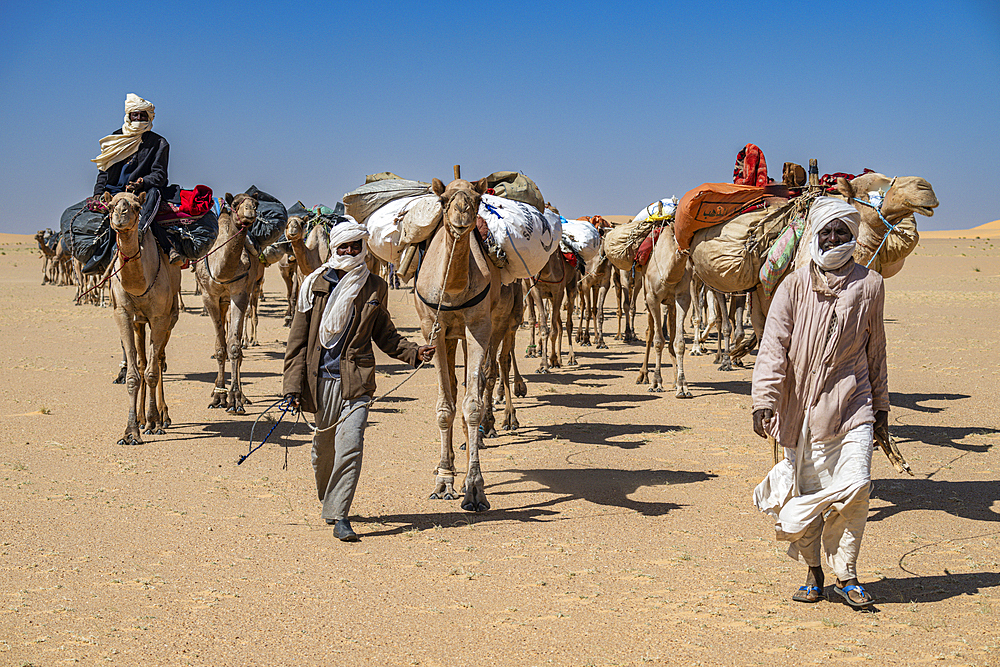 Camel carwan in the Tibesti Mountains, Chad, Africa