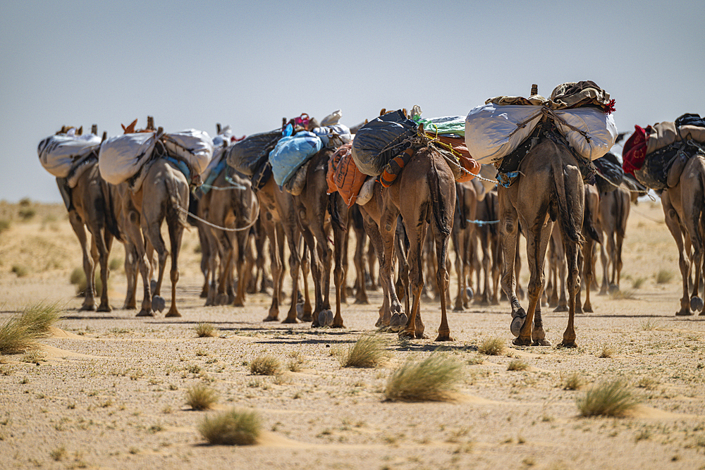 Camel carwan in the Tibesti Mountains, Chad, Africa