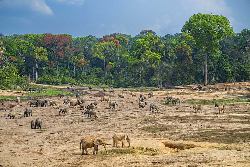 African forest elephant (Loxodonta cyclotis), Dzanga Bai, Unesco site Dzanga Sangha National Park, Central African Republic