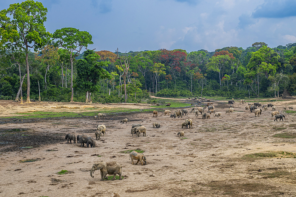 African forest elephant (Loxodonta cyclotis), Dzanga Bai, Unesco site Dzanga Sangha National Park, Central African Republic