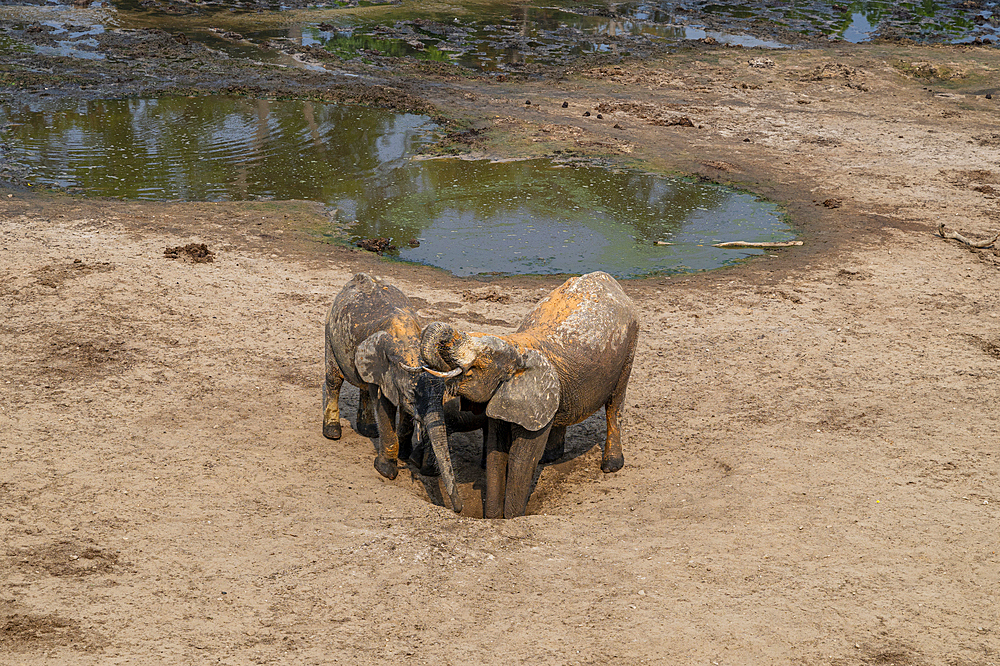 African forest elephant (Loxodonta cyclotis), Dzanga Bai, Unesco site Dzanga Sangha National Park, Central African Republic