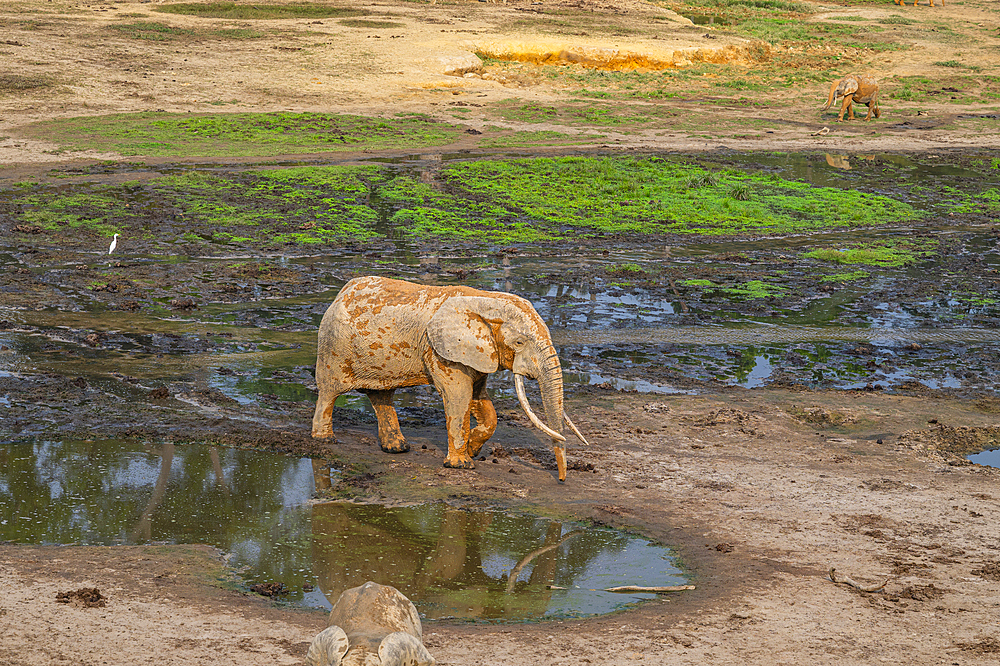 African forest elephant (Loxodonta cyclotis), Dzanga Bai, Unesco site Dzanga Sangha National Park, Central African Republic