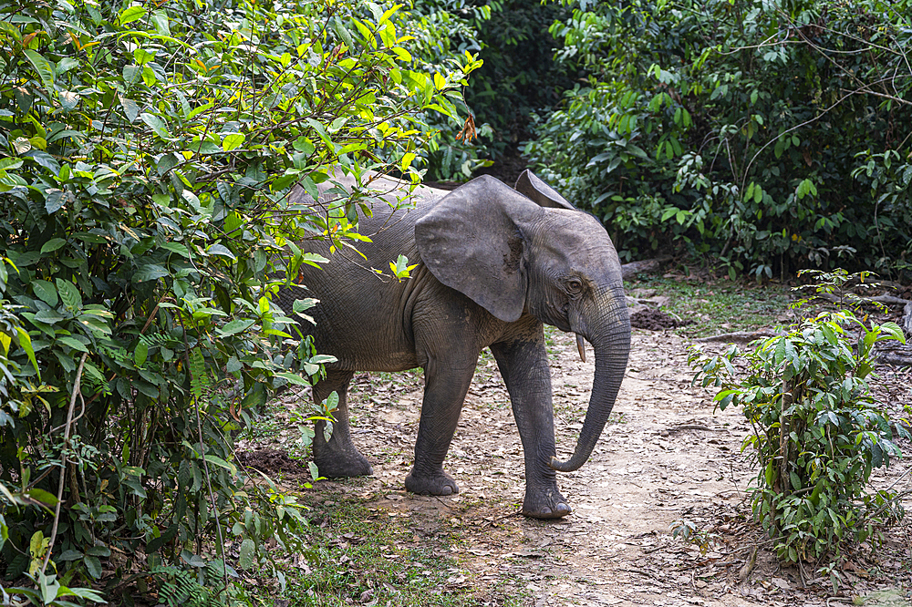 African forest elephant (Loxodonta cyclotis), Dzanga Bai, Unesco site Dzanga Sangha National Park, Central African Republic