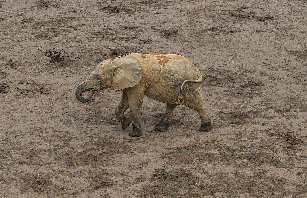 African forest elephant (Loxodonta cyclotis), Dzanga Bai, Unesco site Dzanga Sangha National Park, Central African Republic