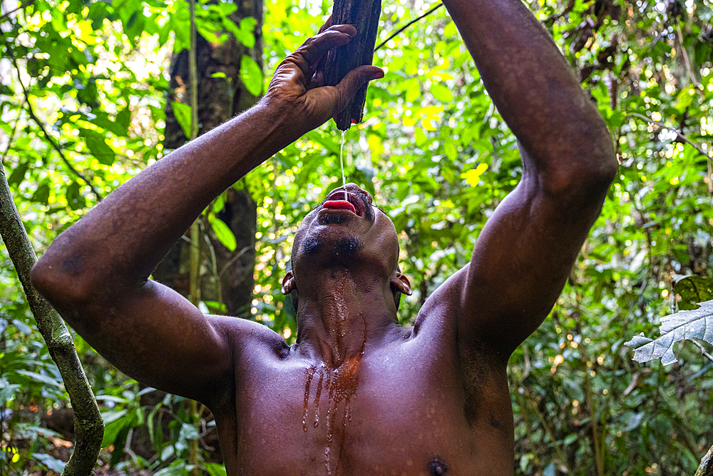 Pygmy man extracting water from a tree branch, Unesco site Dzanga Sangha National Park, Central African Republic