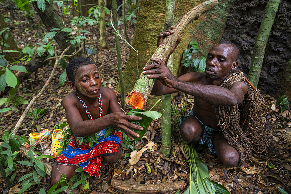 Pygmy woman extracting water from a tree branch, Unesco site Dzanga Sangha National Park, Central African Republic