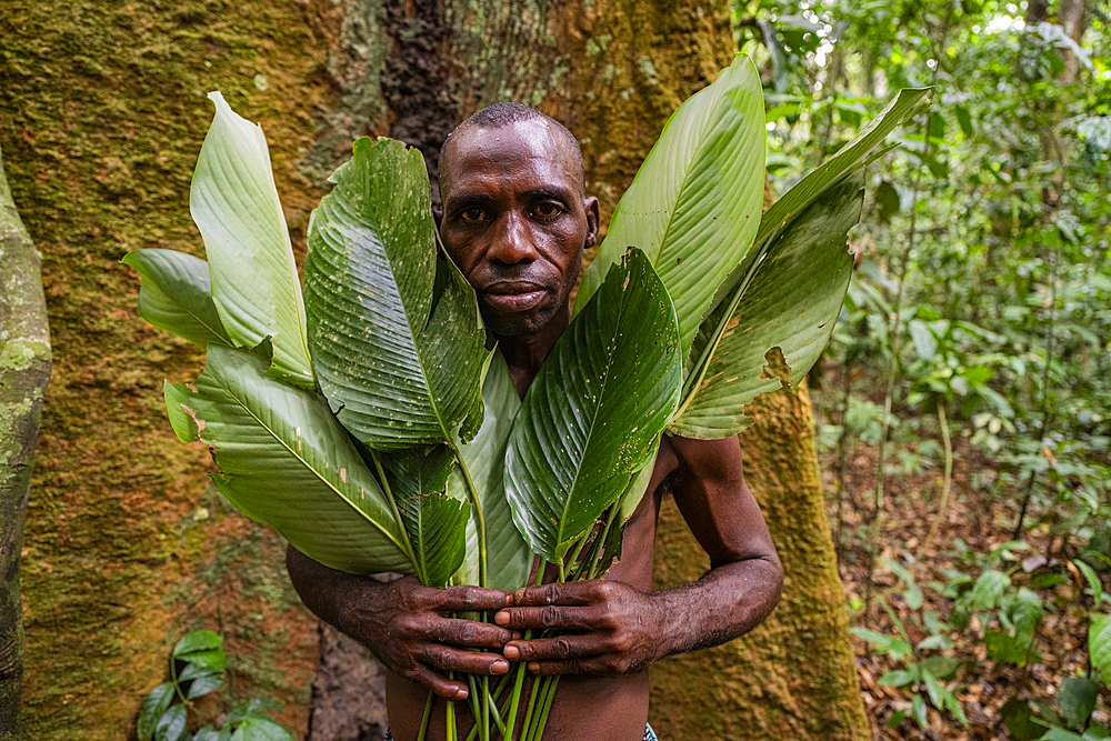 Pygmy man behind leafs, Unesco site Dzanga Sangha National Park, Central African Republic