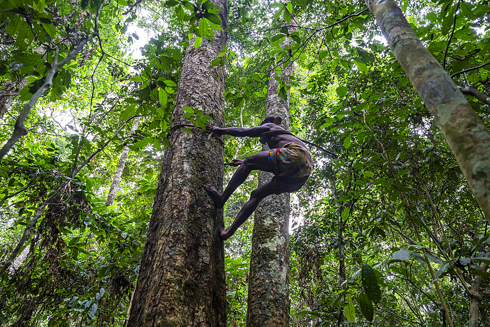 Pygmy man climbing on a tree, Unesco site Dzanga Sangha National Park, Central African Republic