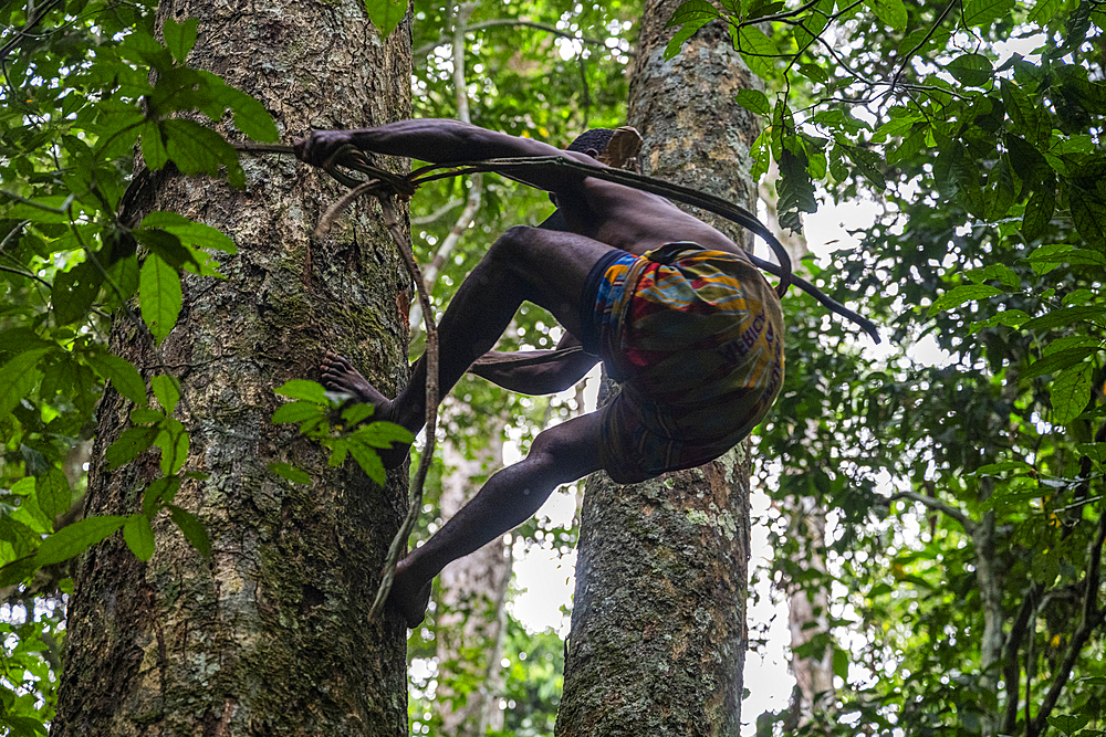 Pygmy man climbing on a tree, Unesco site Dzanga Sangha National Park, Central African Republic