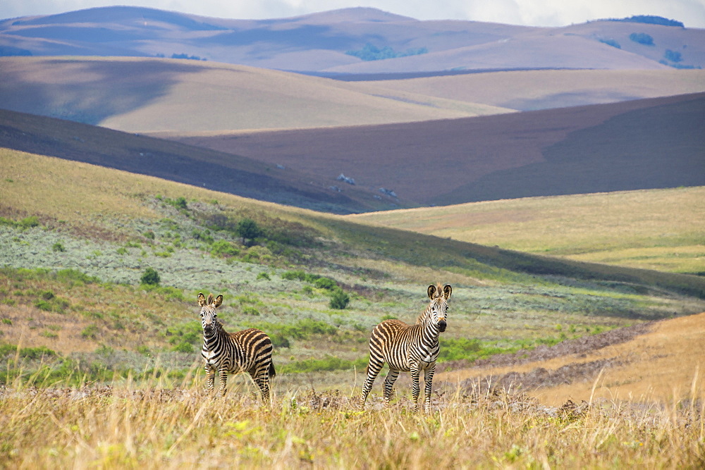 Plains zebras (Equus quagga), Nyika National Park, Malawi, Africa