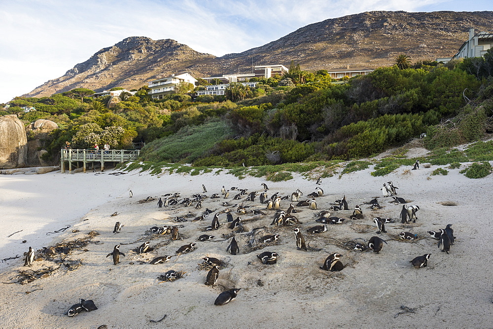 Mother and baby African penguin (jackass penguin) (Spheniscus demersus) colony, Boulders Beach, Cape of Good Hope, South Africa, Africa