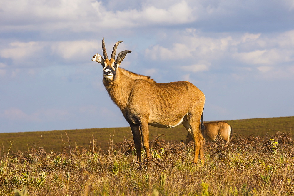 Roan antelope (Hippotragus equinus), Nyika National Park, Malawi, Africa