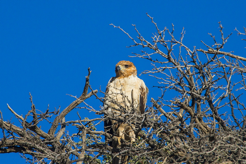 Martial eagle (Polemaetus bellicosus), Kalahari Transfrontier Park, South Africa, Africa