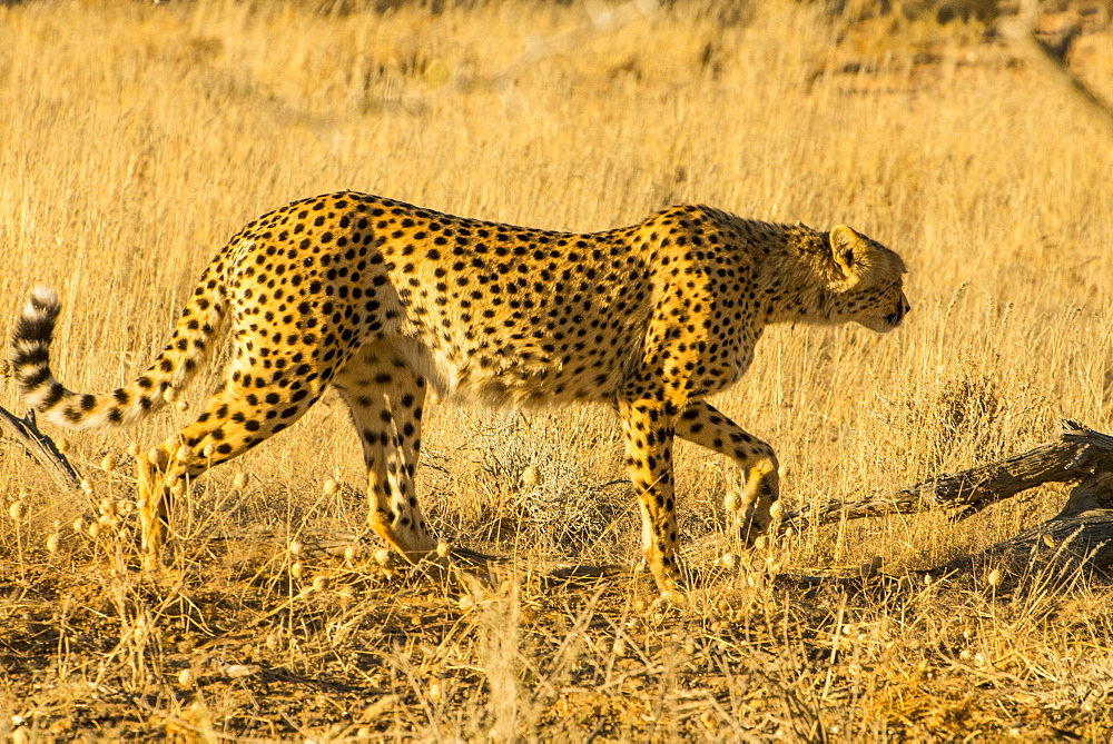 South African cheetah (Acinonyx jubatus jubatus), Kalahari Transfrontier Park, South Africa, Africa