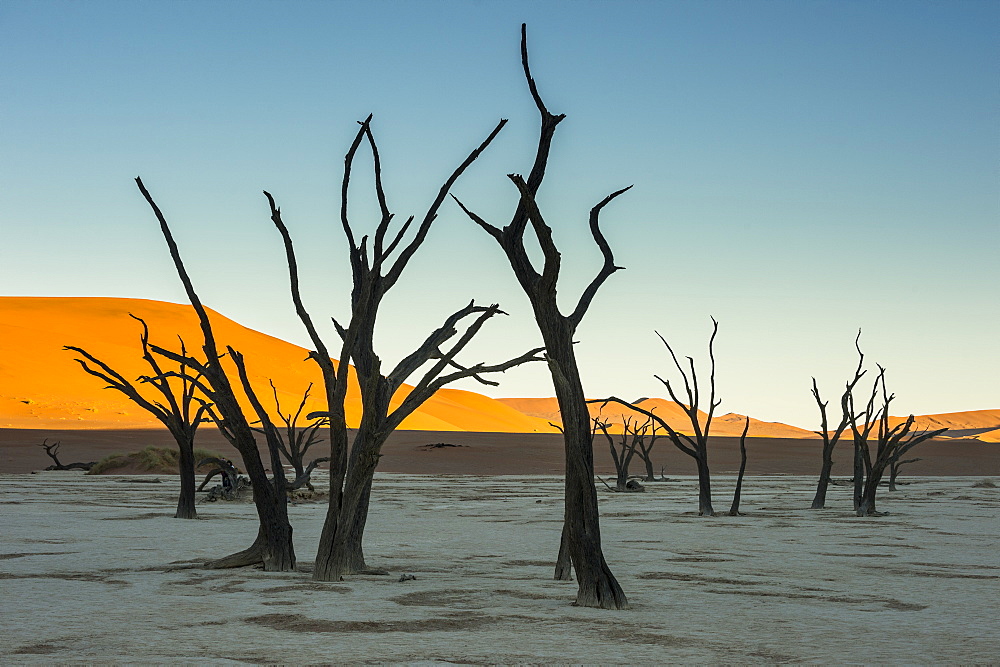 Deadvlei, an old dry lake in the Namib desert, Namibia, Africa