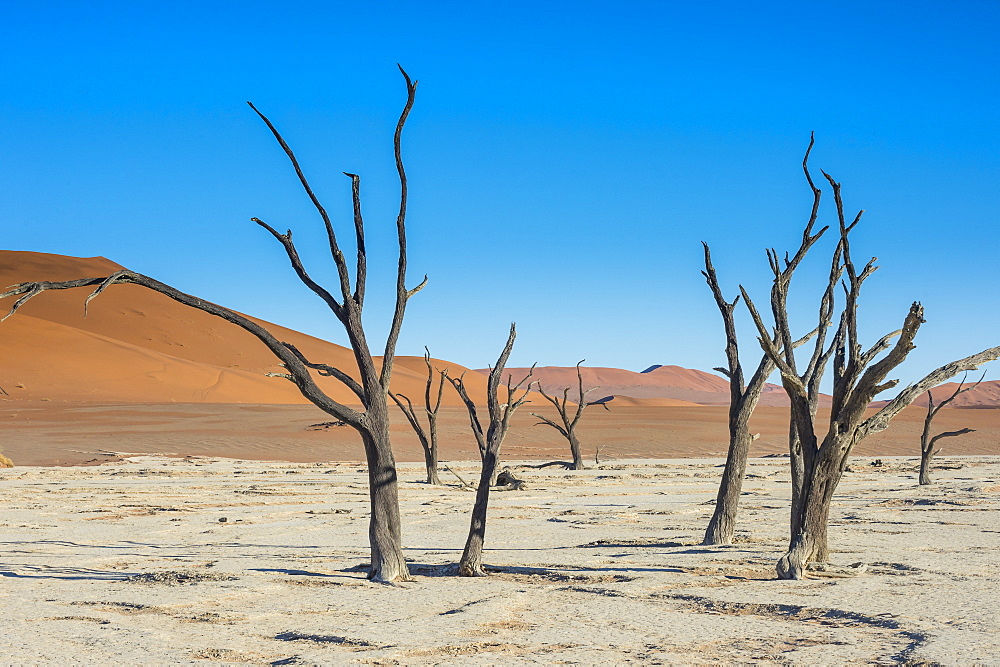 Deadvlei, an old dry lake in the Namib desert, Namibia, Africa