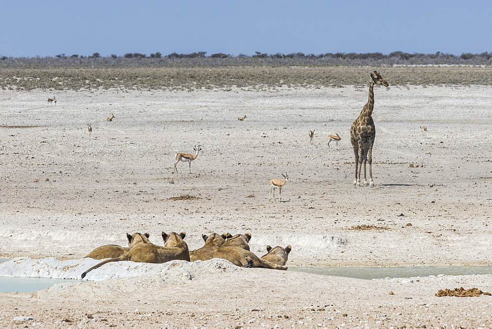 Lions (Panthera leo) at a waterhole in the Etosha National Park, Namibia, Africa