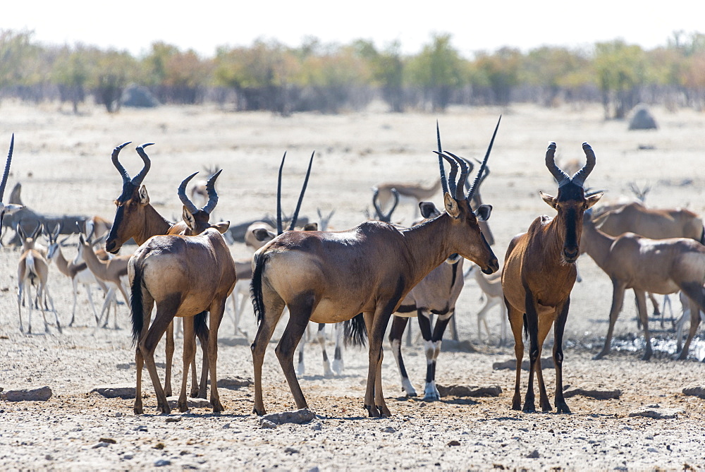 Etosha National Park, Namibia, Africa